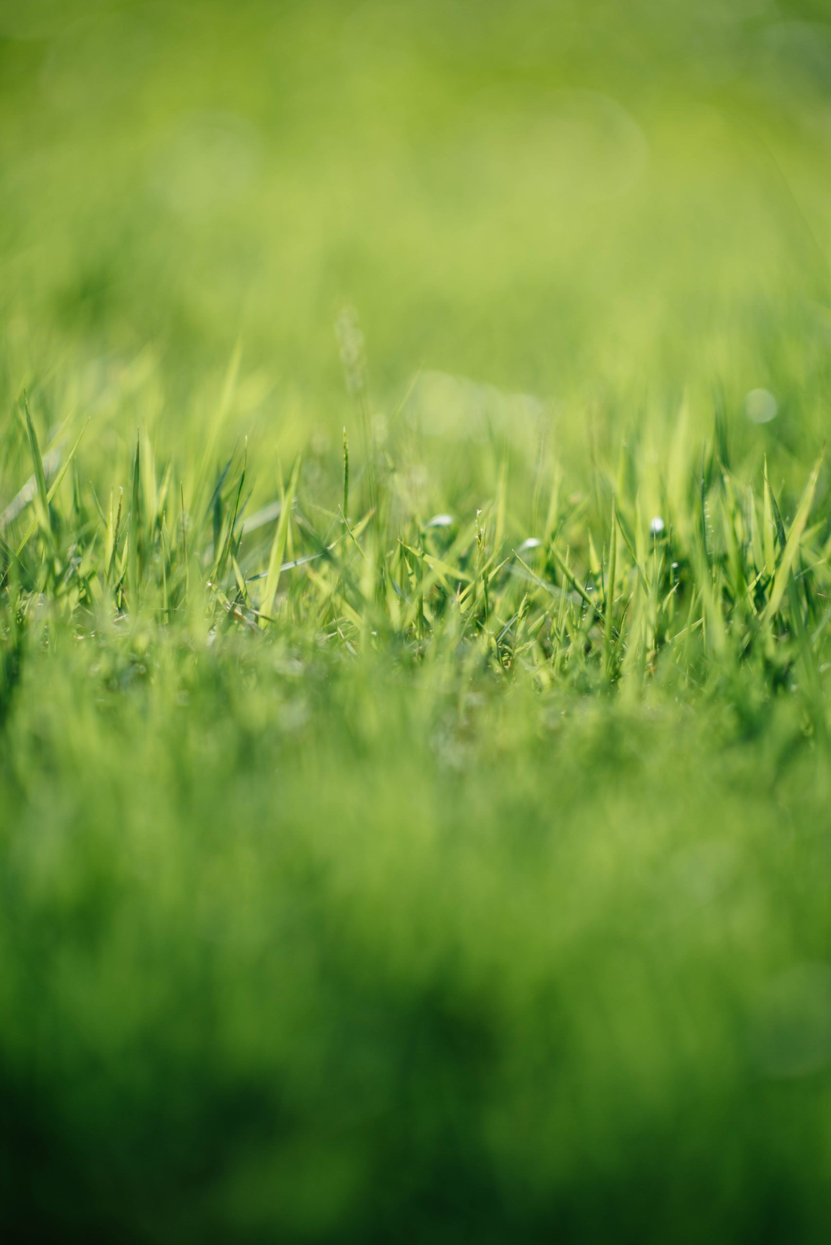 Greener Grasses?