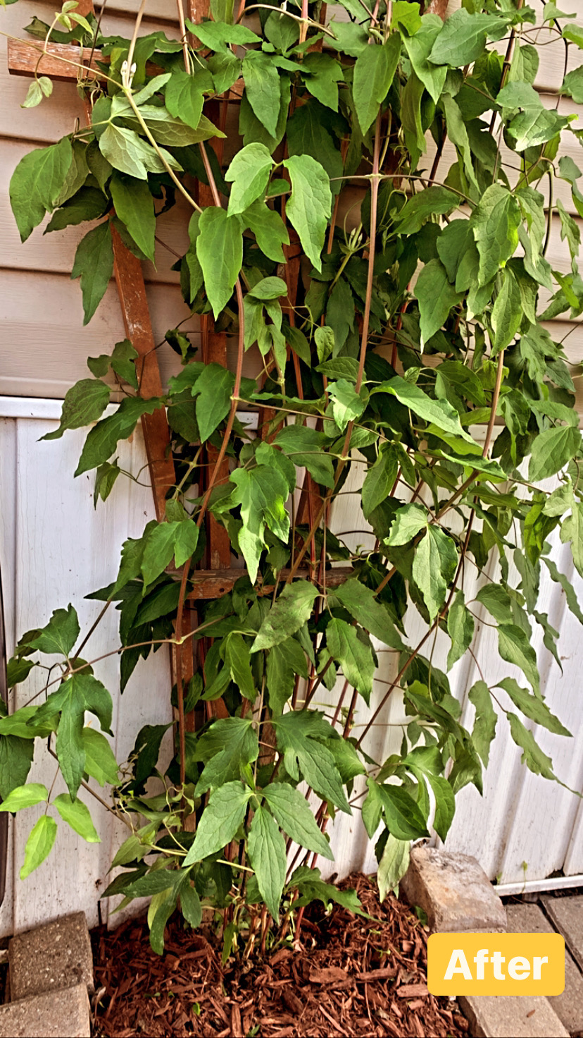 A Bad Case of Bindweed