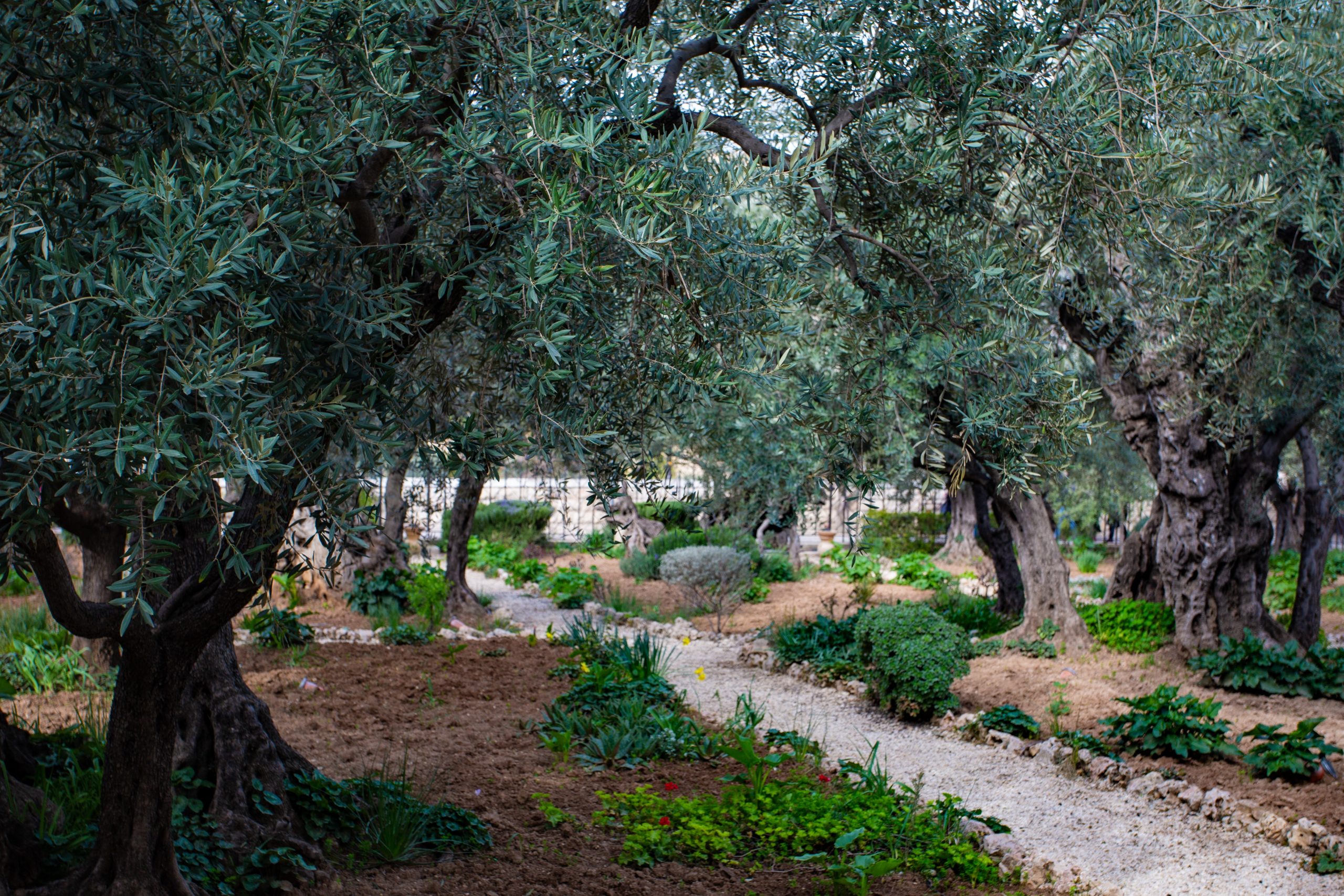 Jesus’ Prayer for Obedience